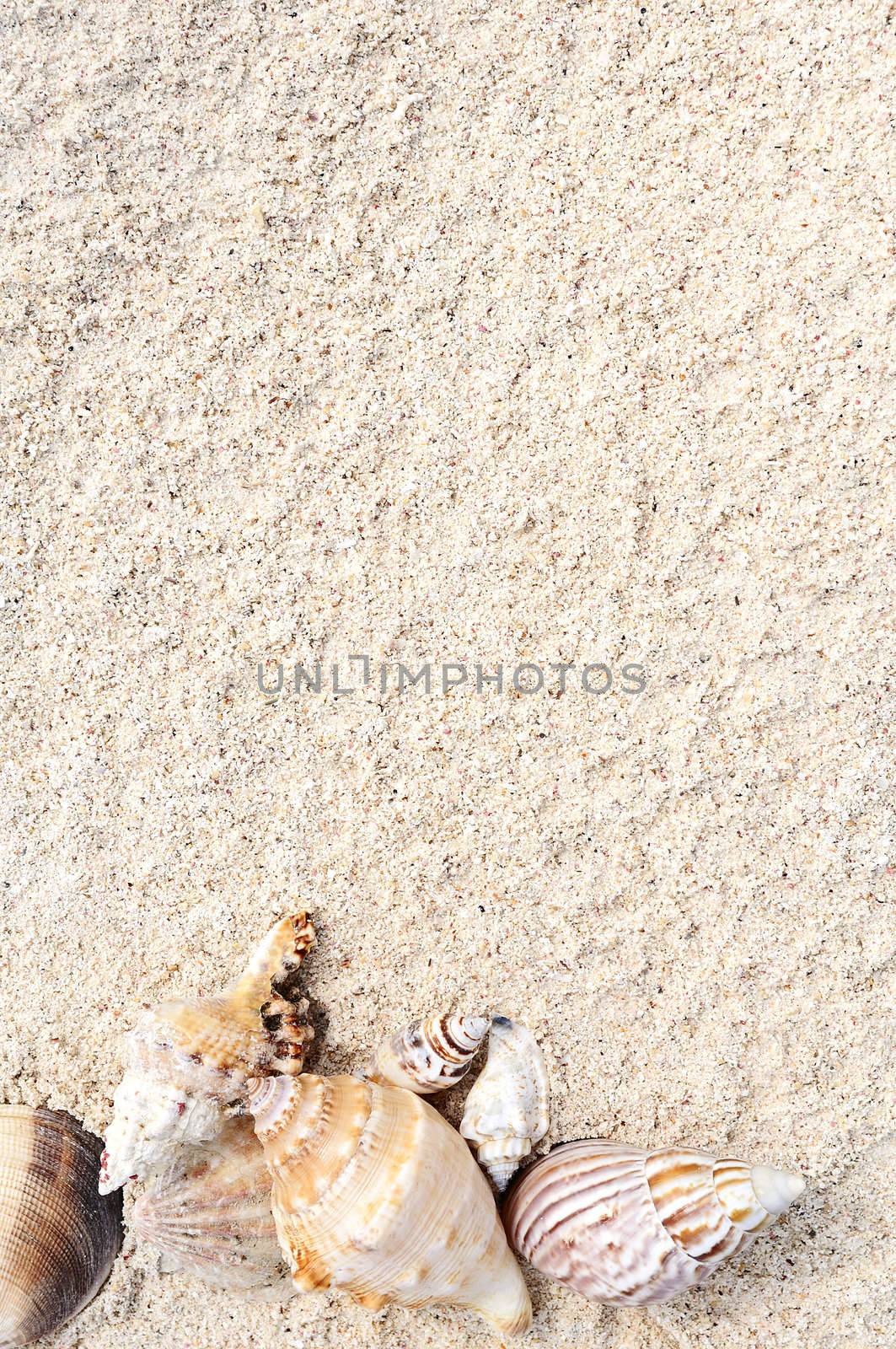 Starfish on the Beach by ventdusud