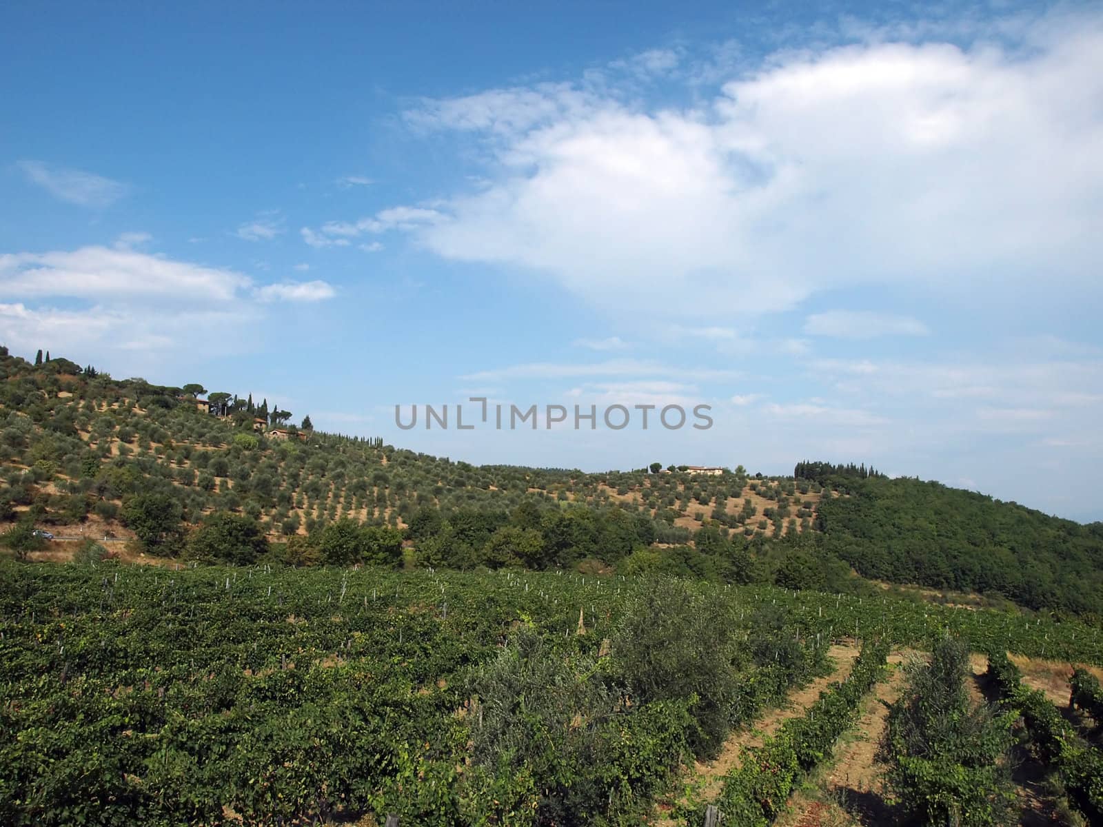Vineyards and olive fields in Chianti, Tuscany