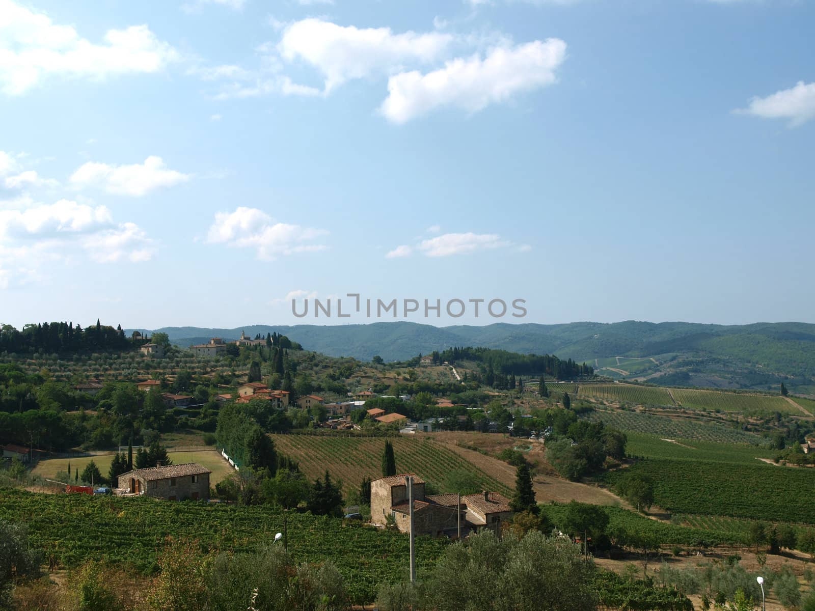 Vineyards and olive fields in Chianti, Tuscany