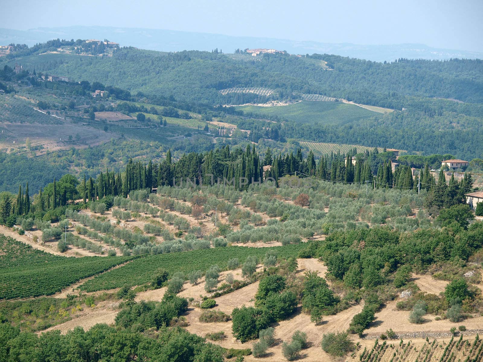 Vineyards and olive fields in Chianti, Tuscany