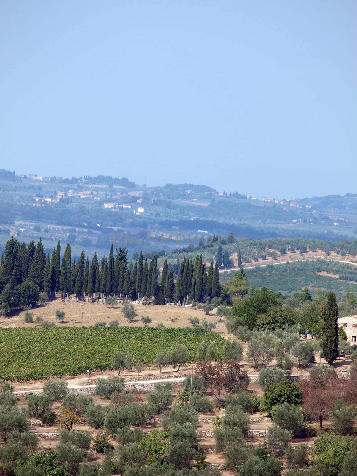 Vineyards and olive fields in Chianti, Tuscany