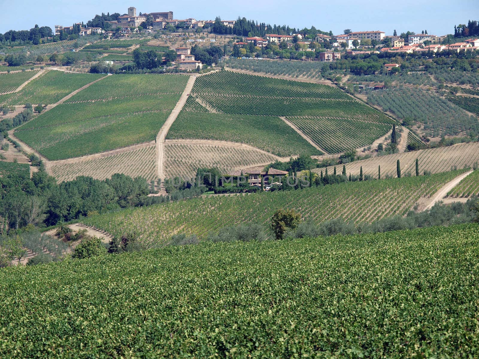 Vineyards and olive fields in Chianti, Tuscany