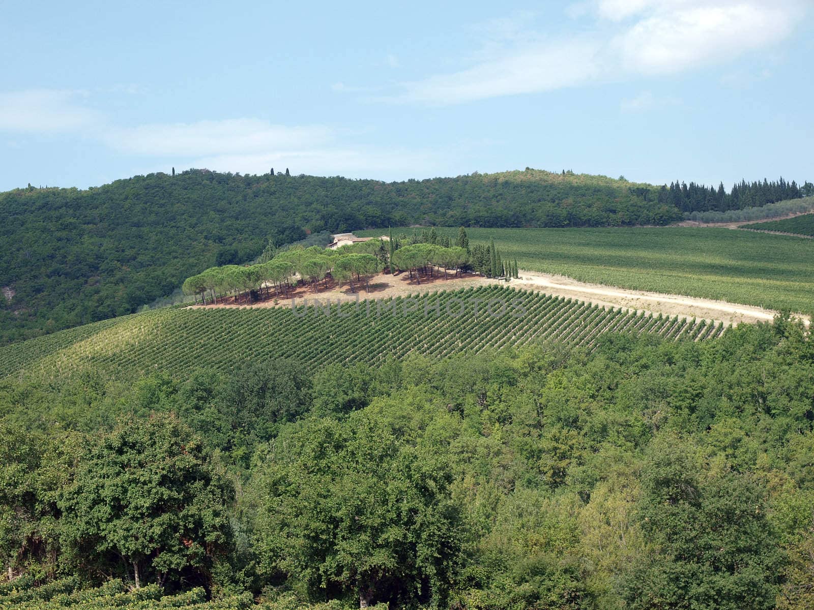 Villa in Tuscany amongst vineyards and an olive groves
