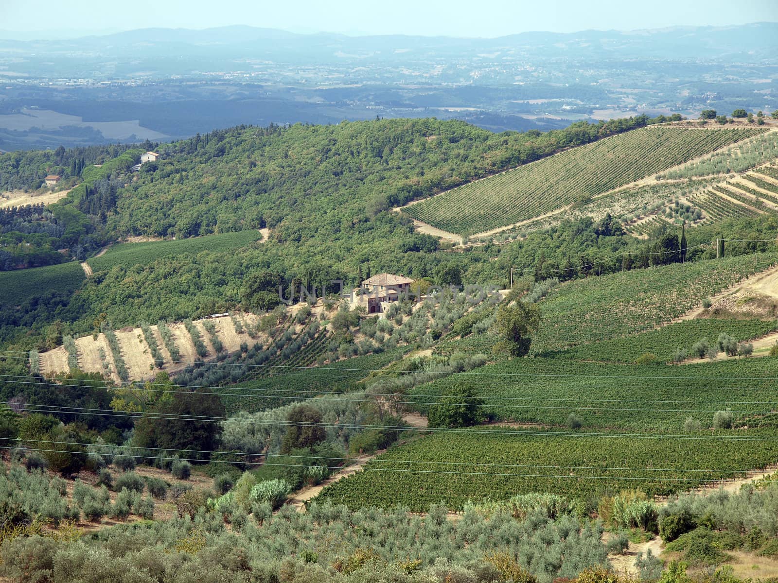 Vineyards and olive fields in Chianti, Tuscany