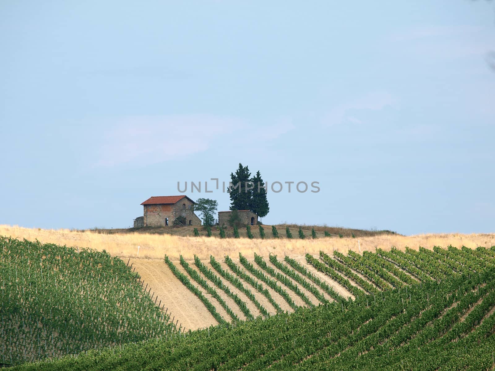 Tuscany - solitary old house on the hill amongst vineyards 
