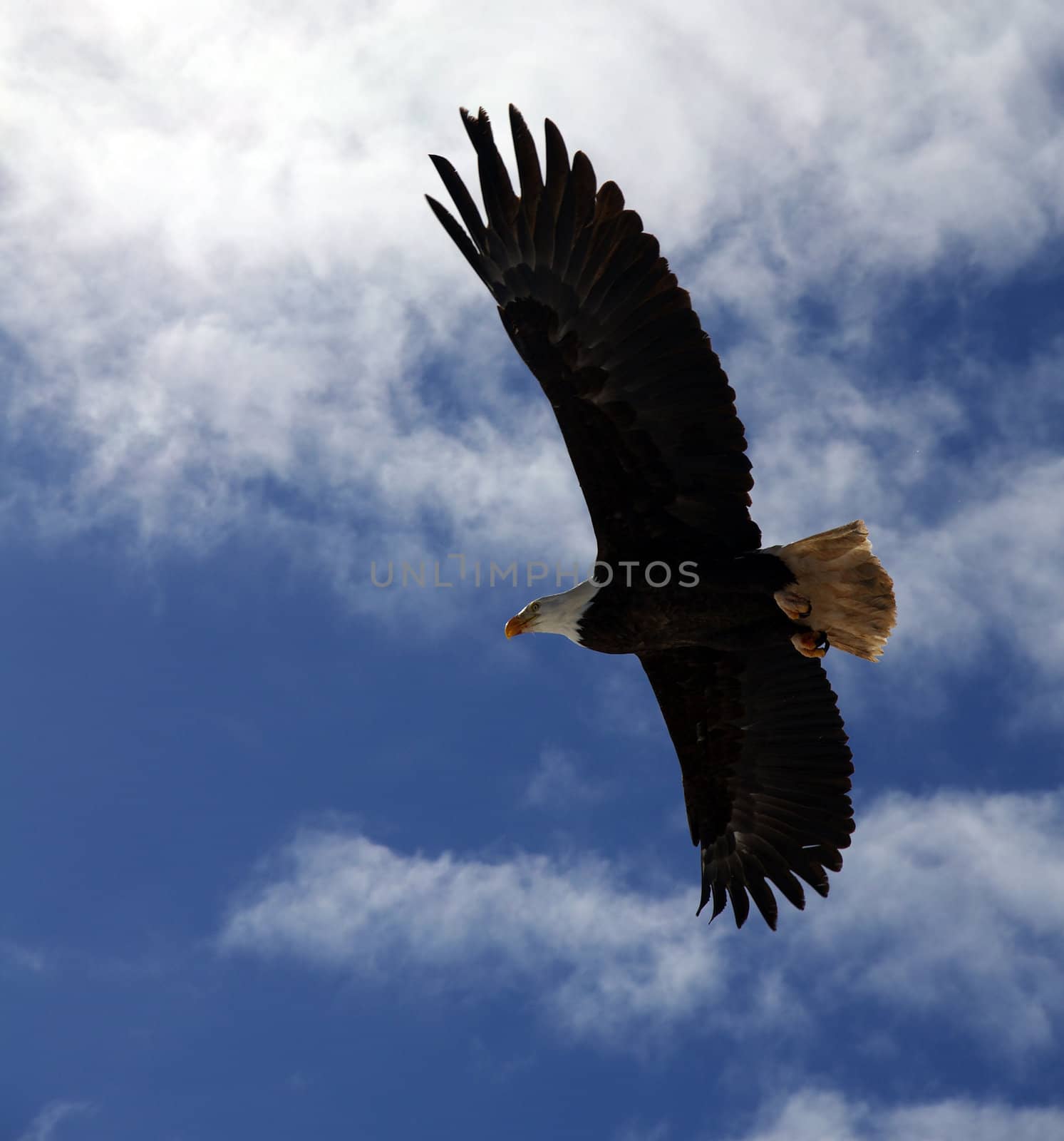 A Bald Eagle ( haliaeetus leucocephalus ) in flight