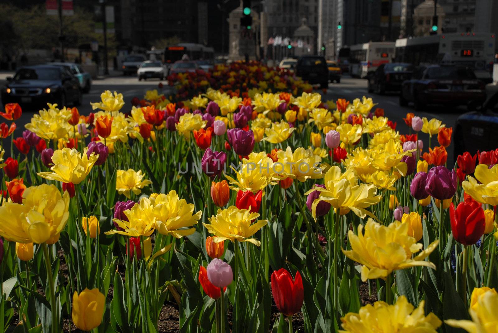 View of the downtown street with beautiful spring flowers