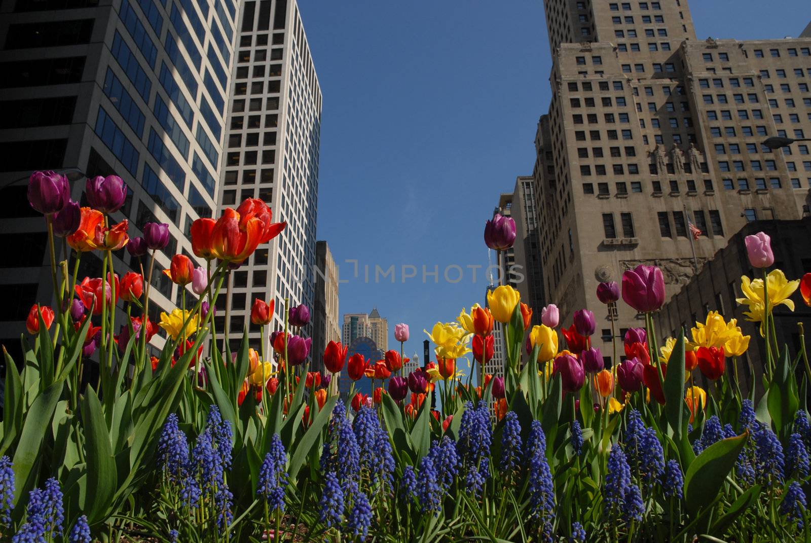 Flowers in downtown in spring