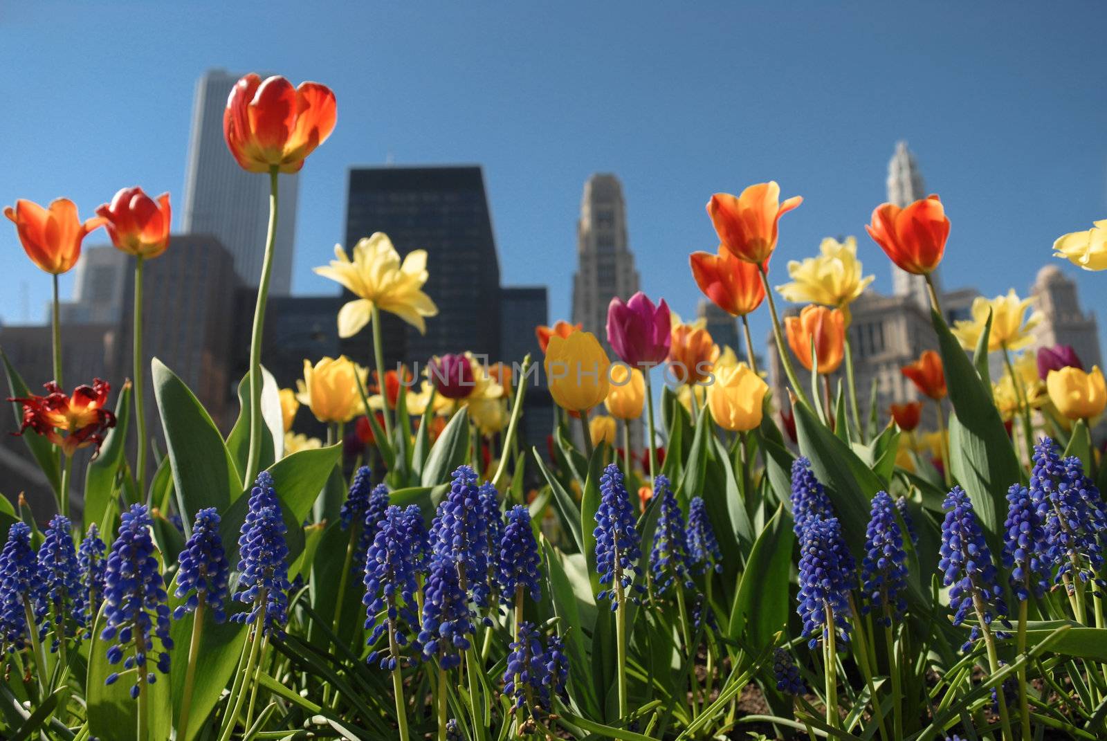 Blooming Chicago