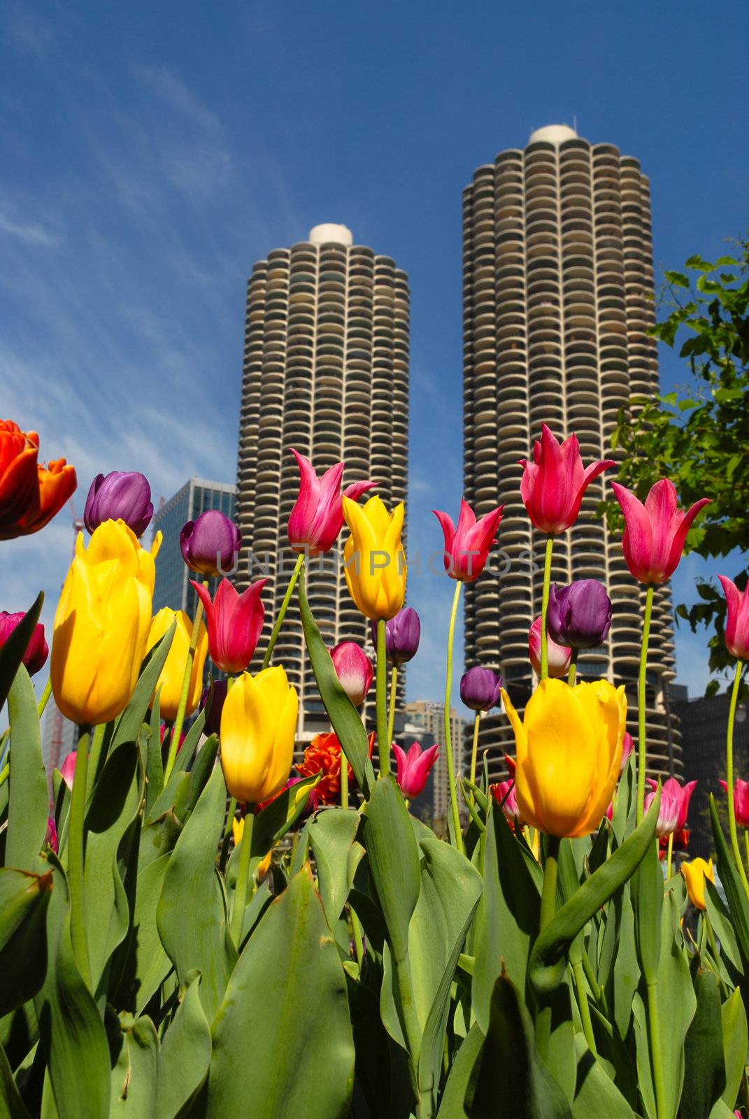 Chicago in Spring by inarts