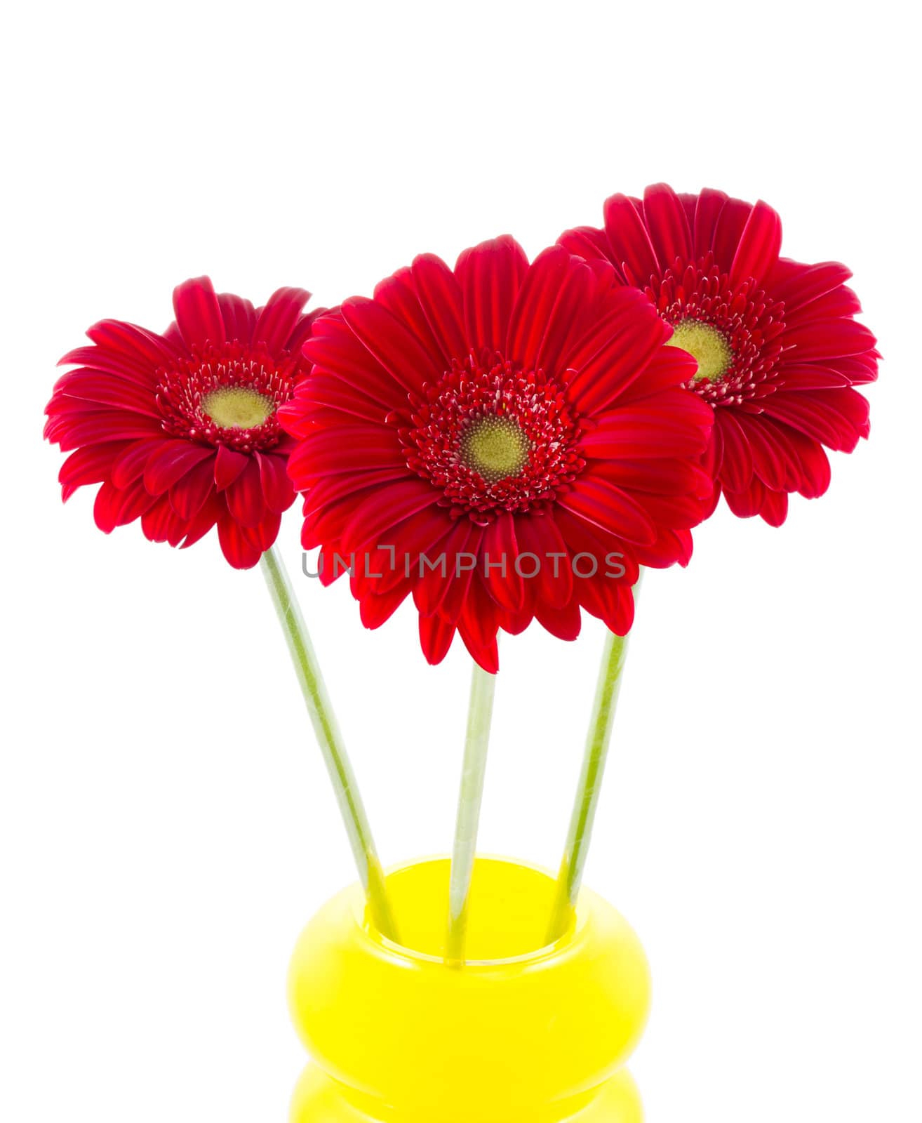 three red gerbera in a vase by Marina_Po