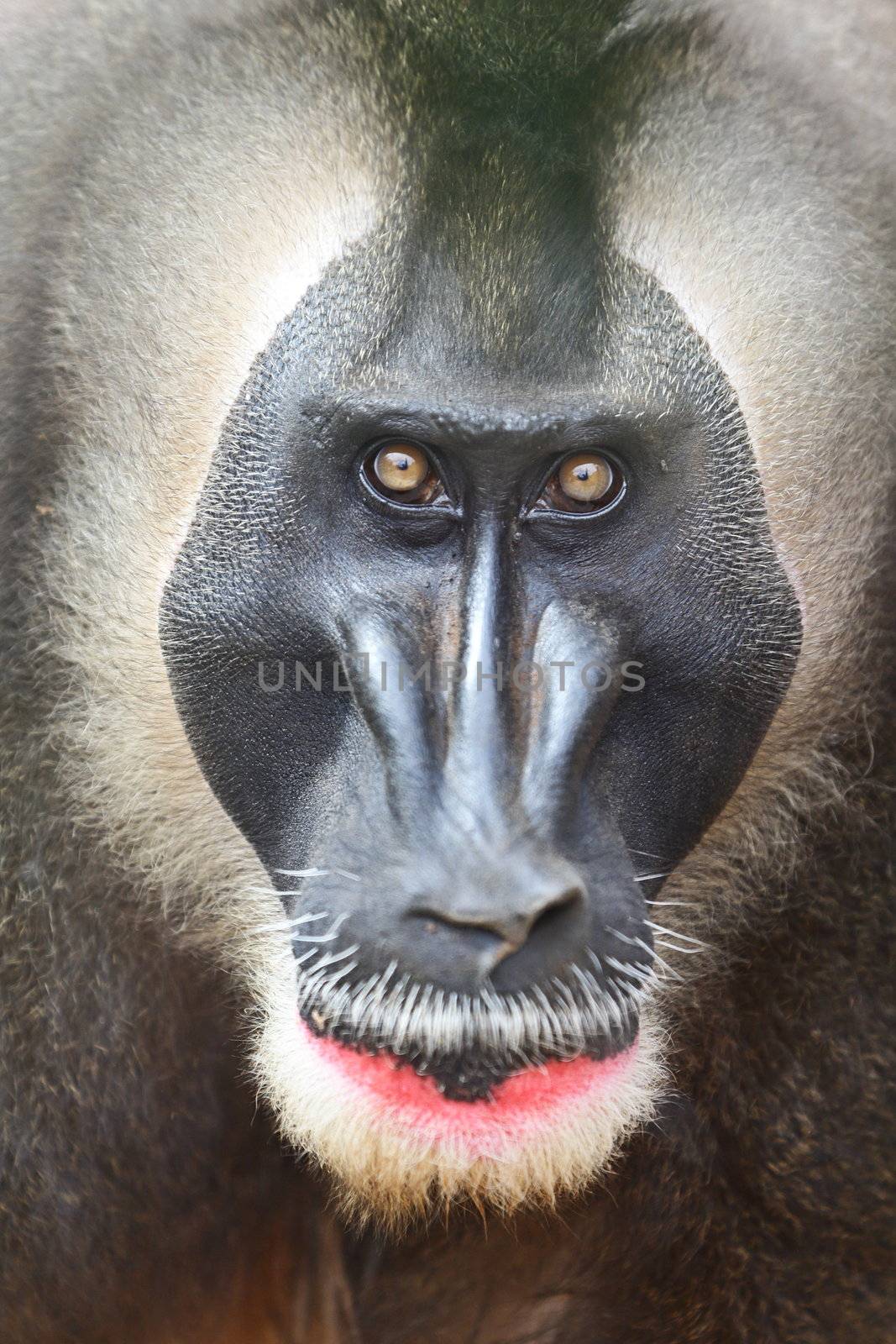 Drill monkey male primate looking intimidating, angry and upset at camera. The drill is an endangered African primate.