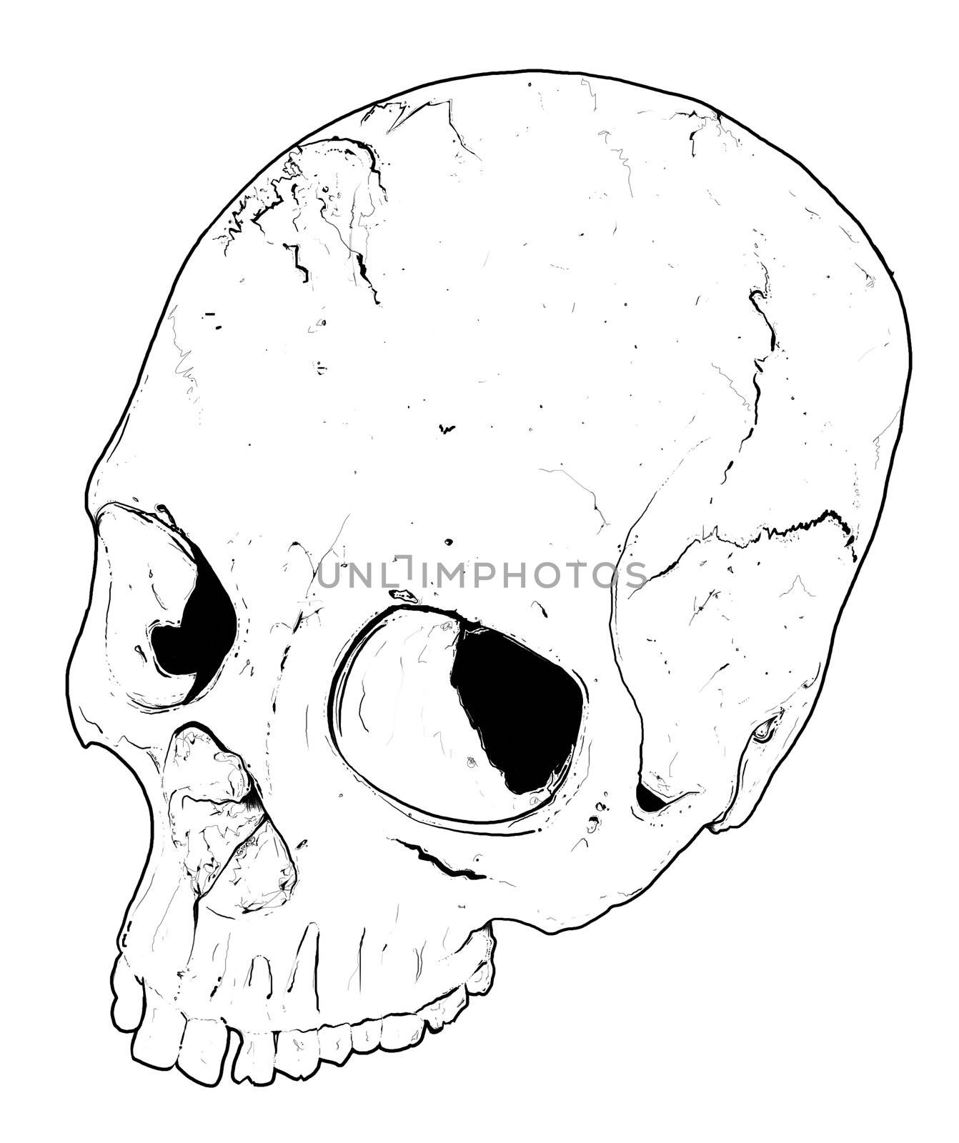 Hand drawn skull. very high quality and very original.