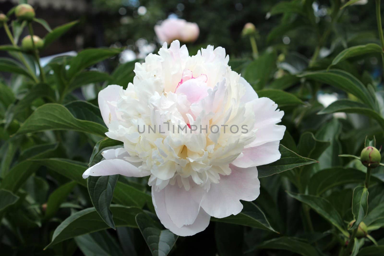 White flower. Photo on the background of grass