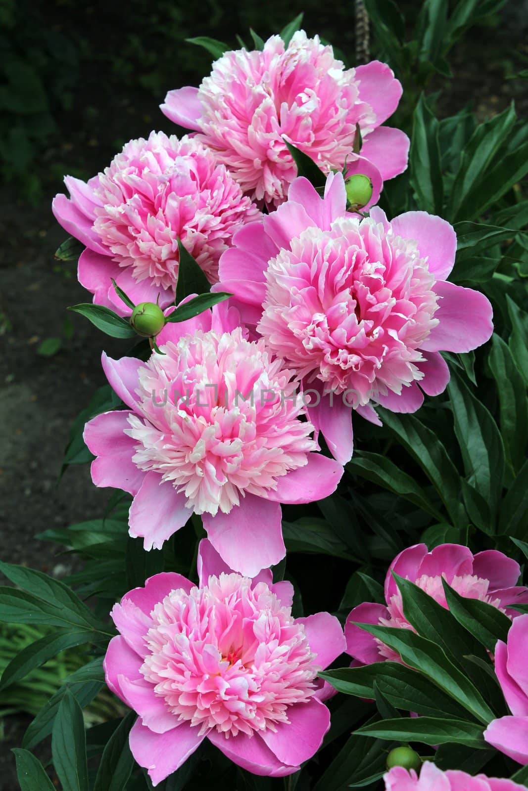 Pink flower. Photo on the background of grass