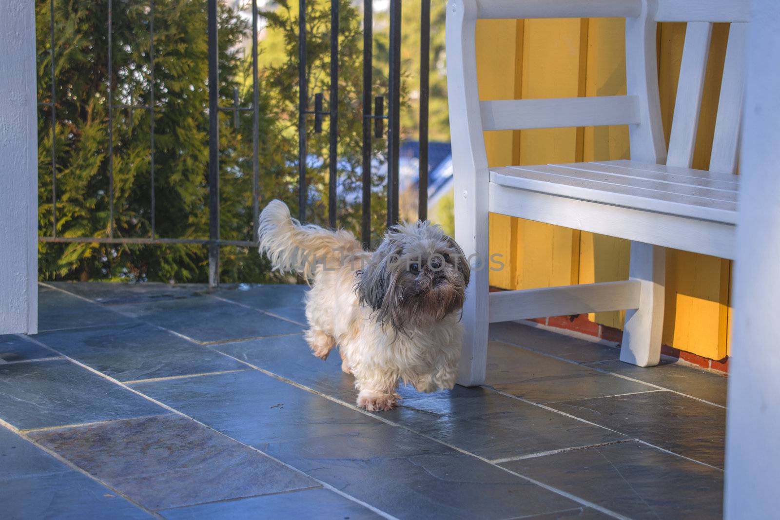 otto is an older shih tzu (also called chinese lion dog) but is still going strong and has a great charm, the image is shot in feruar 2013 at the home of a friend of mine in halden