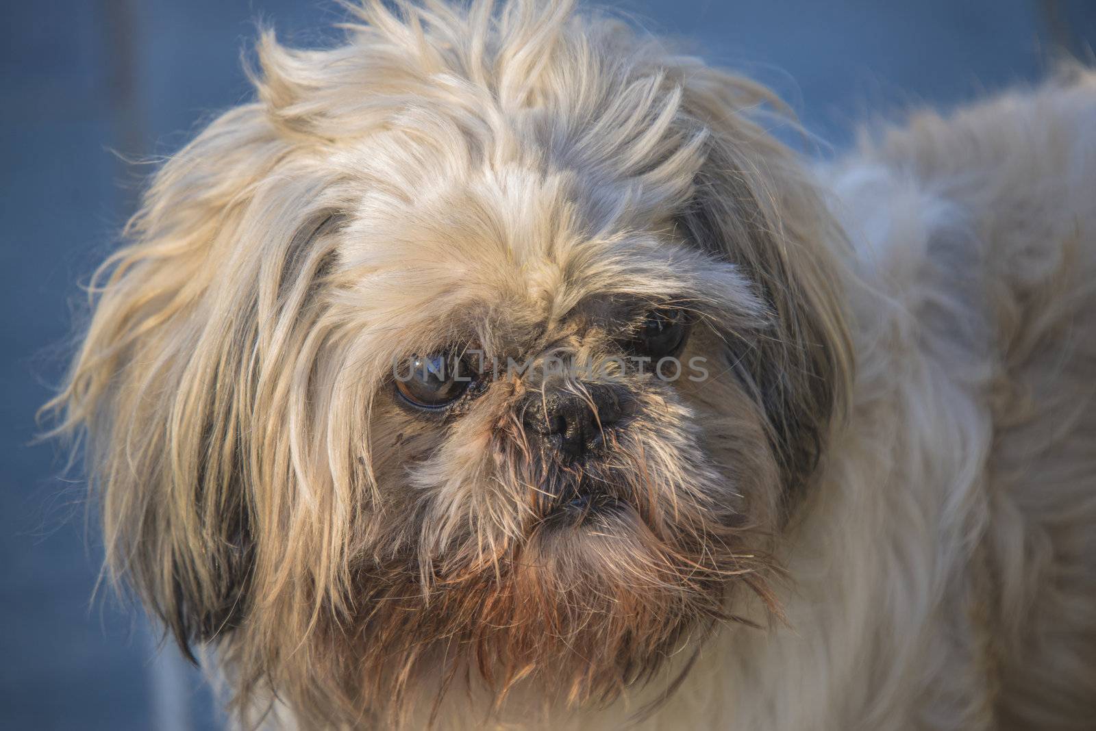 otto is an older shih tzu (also called chinese lion dog) but is still going strong and has a great charm, the image is shot in feruar 2013 at the home of a friend of mine in halden