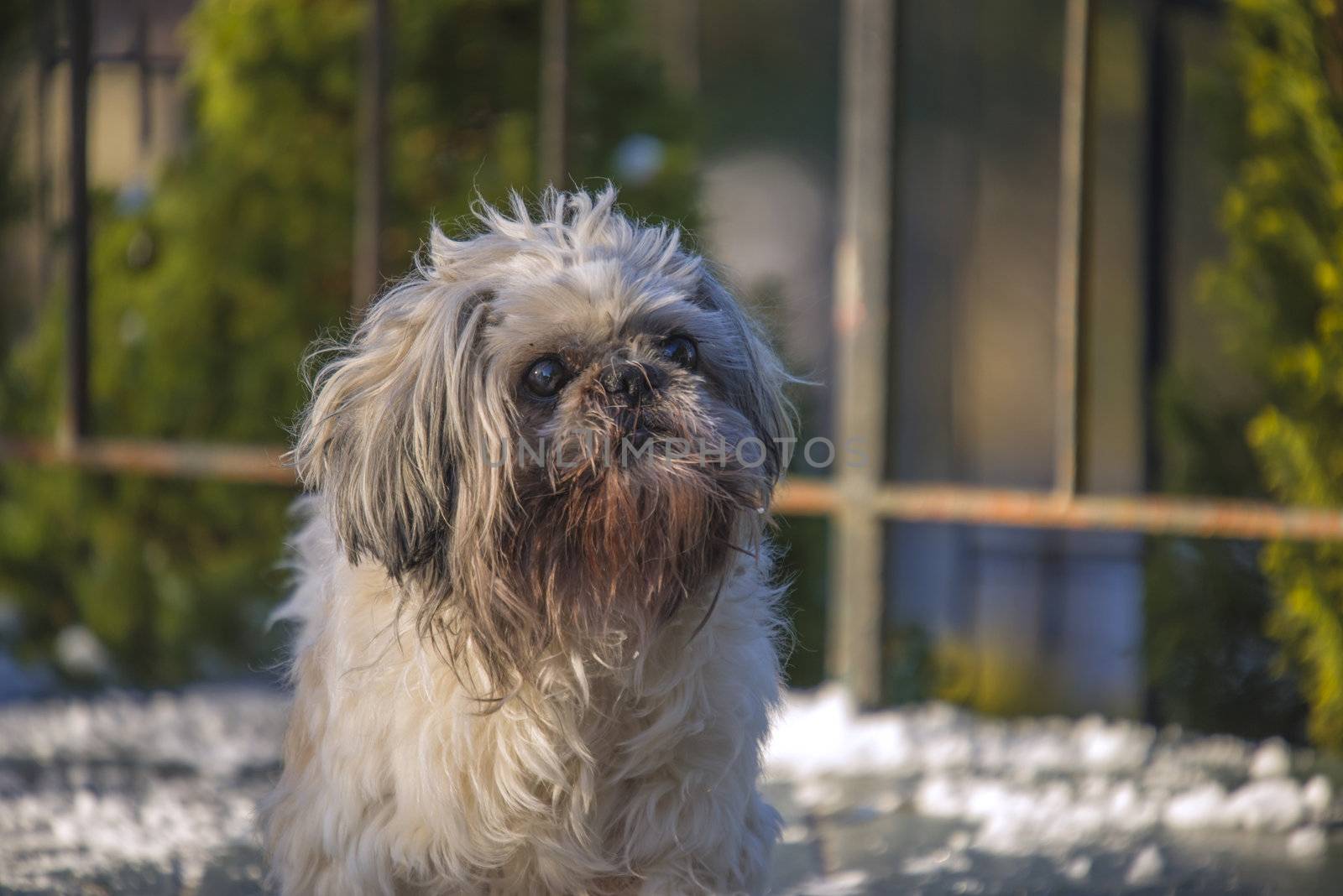 otto is an older shih tzu (also called chinese lion dog) but is still going strong and has a great charm, the image is shot in feruar 2013 at the home of a friend of mine in halden