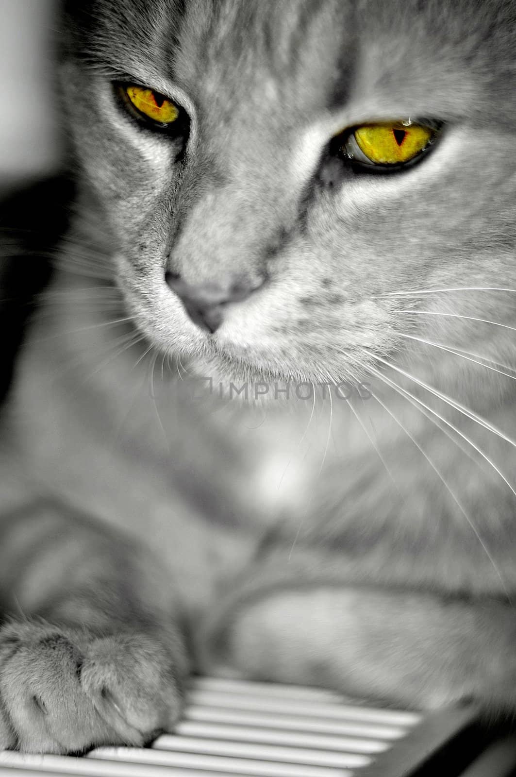 Cat with green eyes by anderm