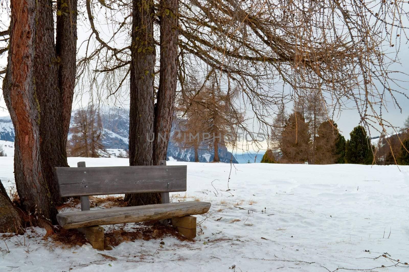 Isolated wooden bench with trees on snow scape in dolomiti in winter, Alps