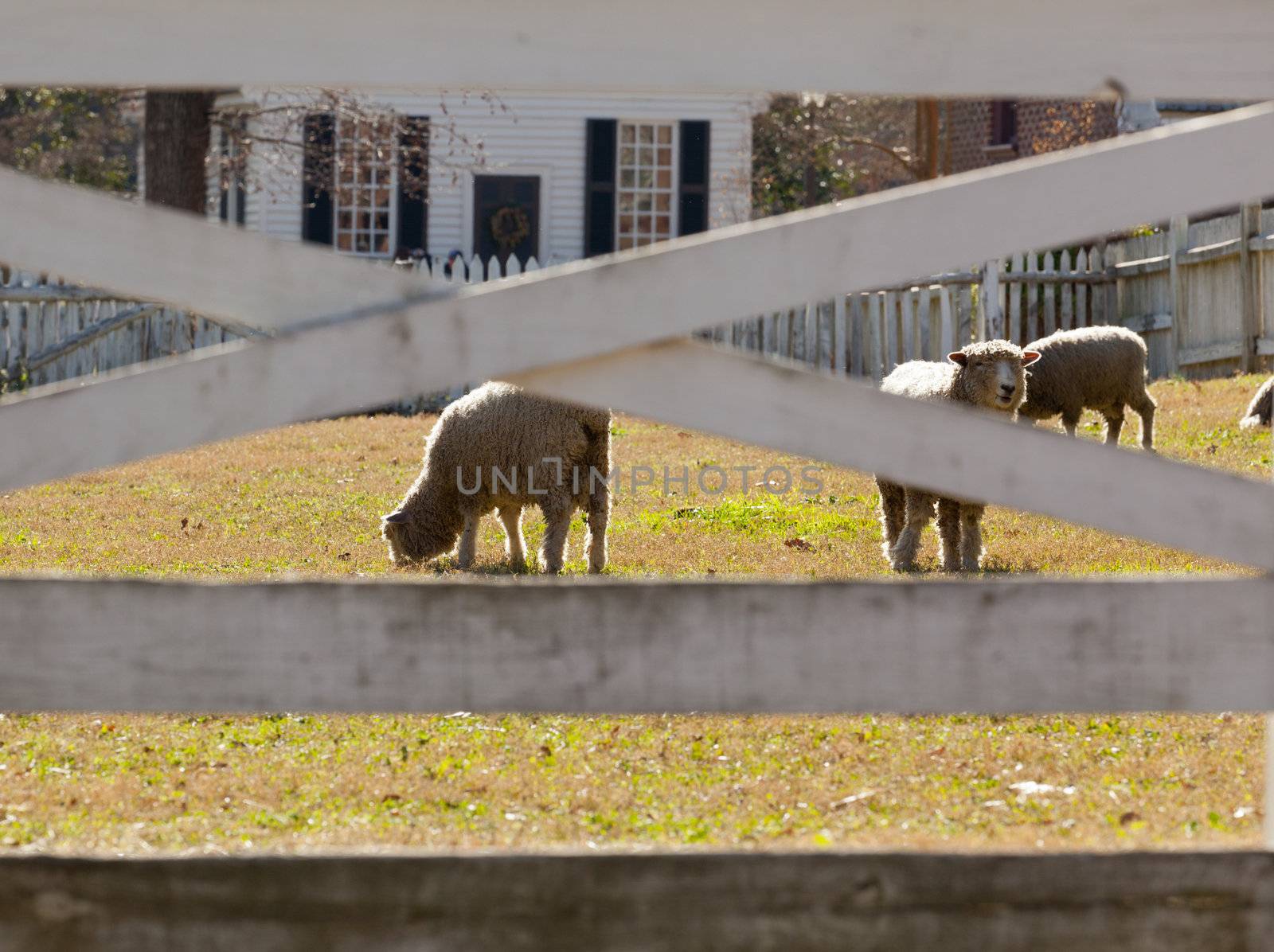 Backlit sheep in garden by houses taken through white fence
