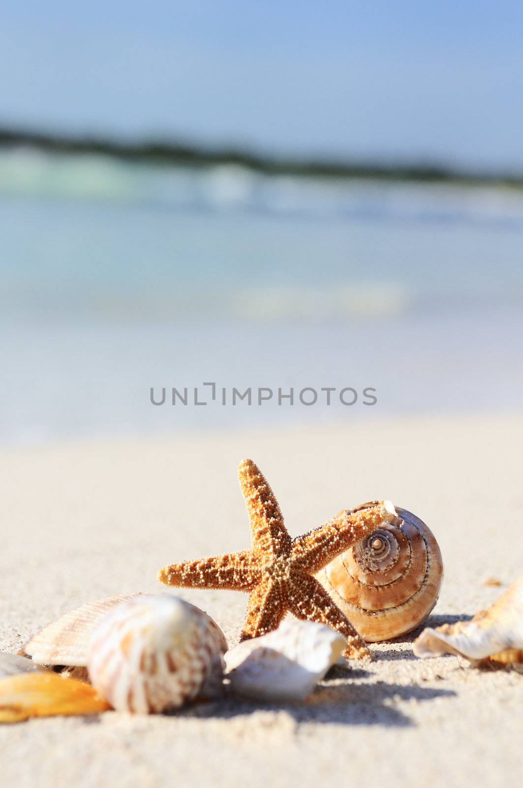 sea shells with sand as background 