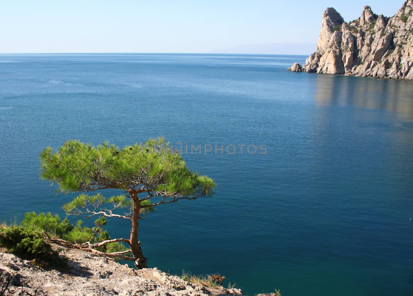 The Black Sea. Pine tree next to the azure sea and rock in the m by oxanatravel