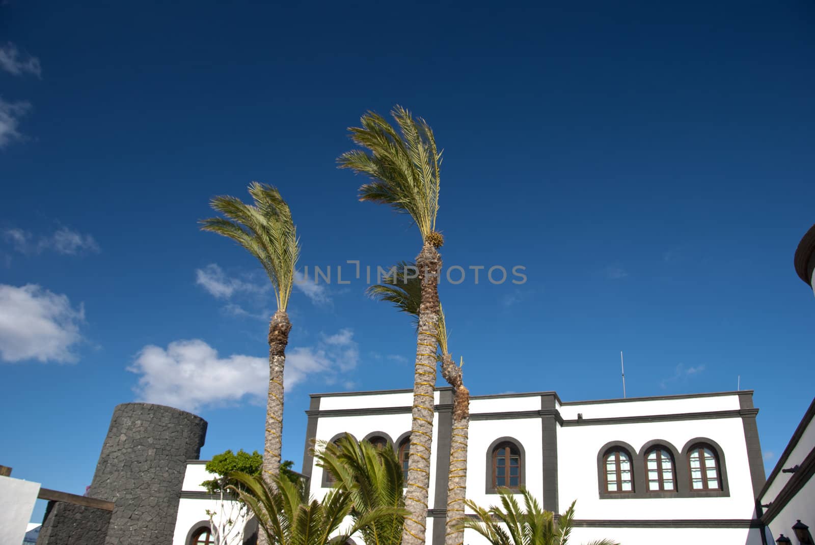 Historic Harbour Offices and Palm Trees in Lanzarote Canary Islands With Palm Trees 