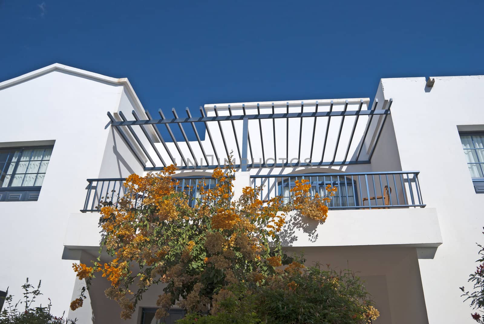 An Orange Bougainvillea Bush growing up a Blue and White Apartment Balcony