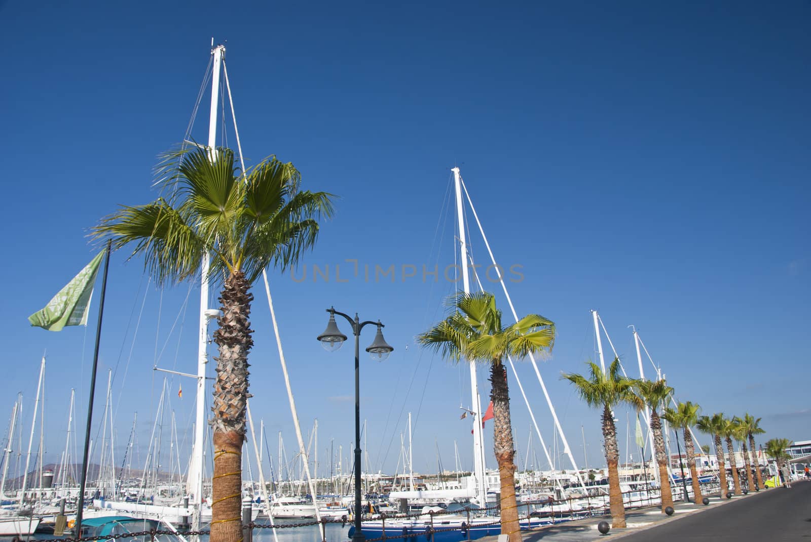 An Avenue of Palm Trees and Yacht Masts on a Marina in Lanzarote Canary Islands
