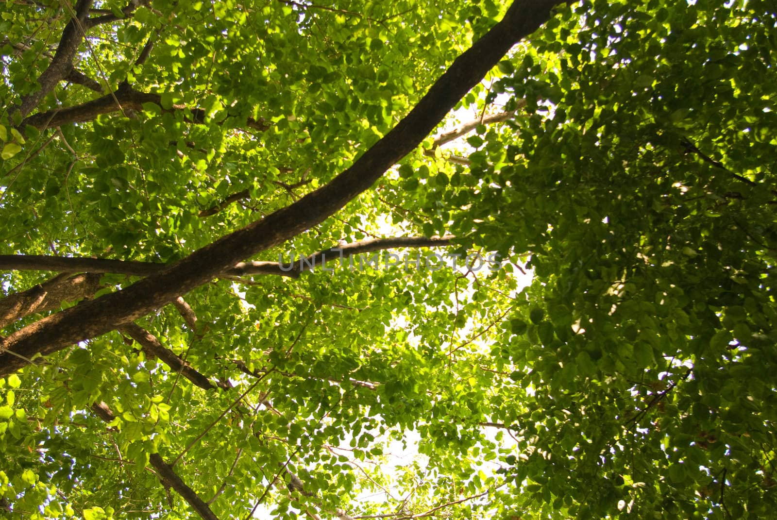 Tree cover with light, Nature background