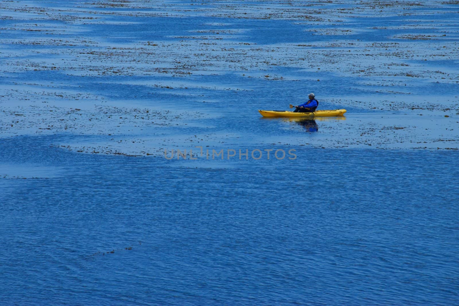 A man, who's face is obscure, is in a bright yellow sea kayak floating in a patch of sea weeds