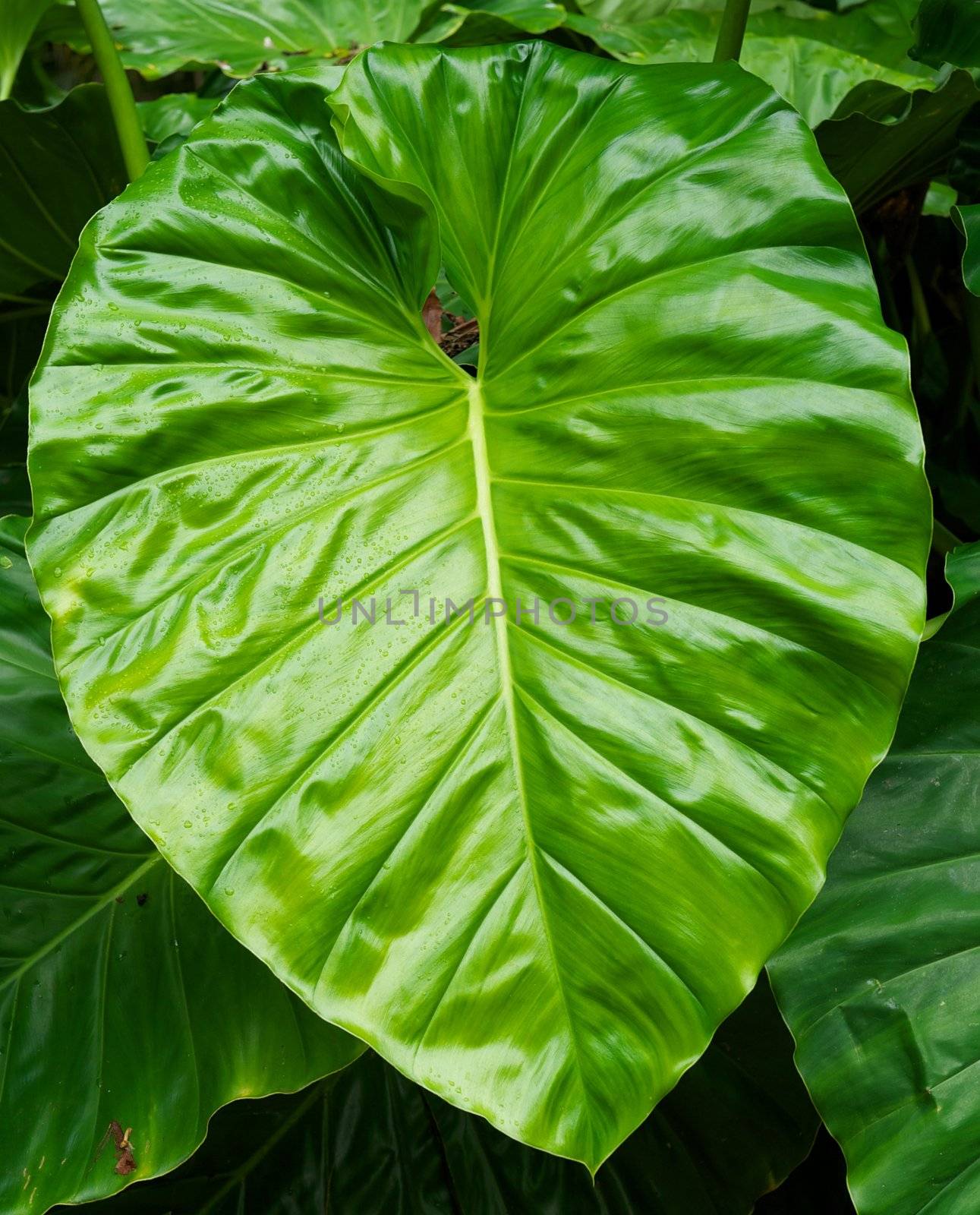 A huge green leaf from an Elephant Ear plant in Hawaii