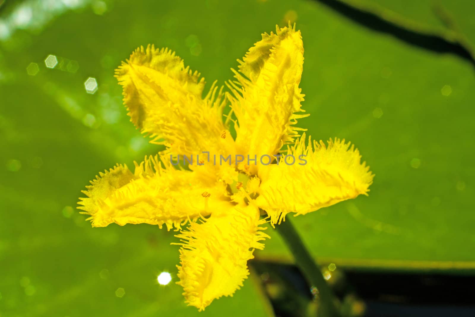 Nymphoides Indica, also known as the yellow water lily, floating hearts or water snowflake