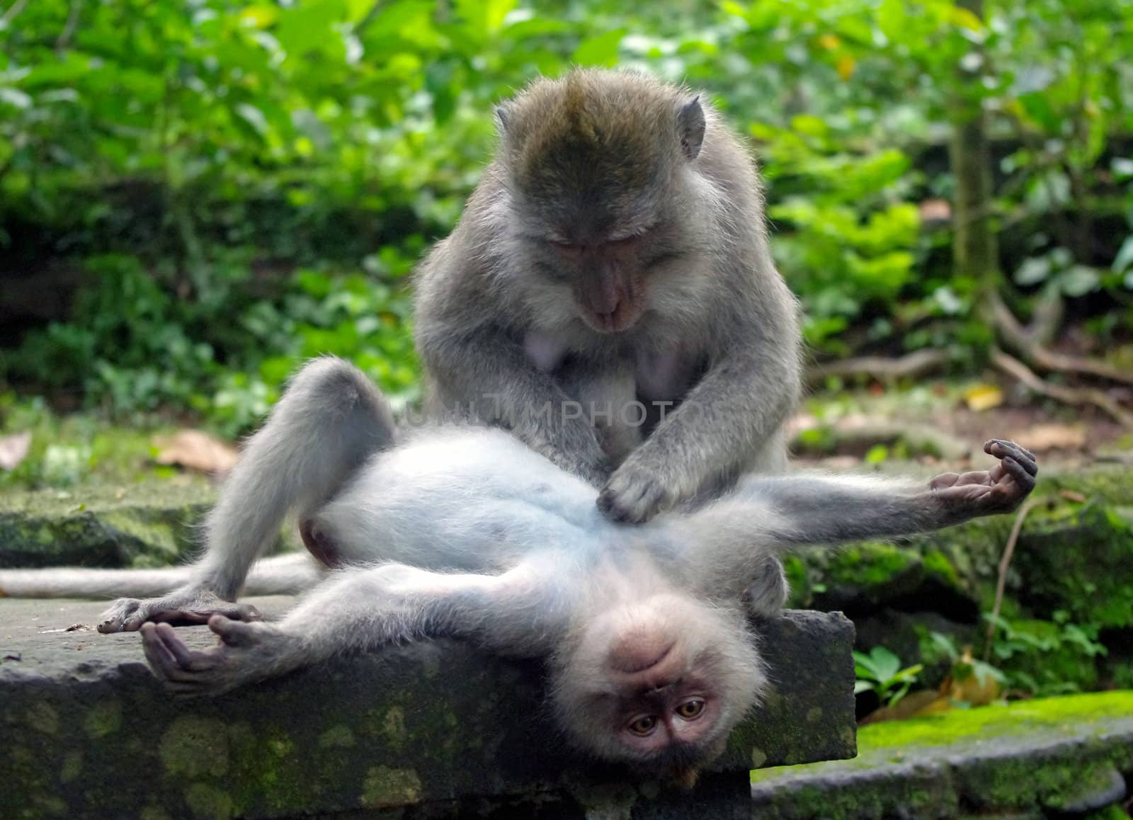 Monkey grooming another monkey in Monkey Forest, Ubud, Bali, Indonesia.