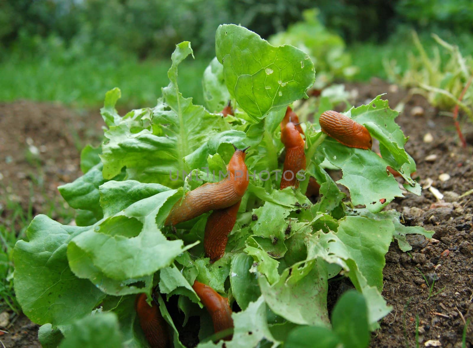 Snail Invasion on the salad garden
