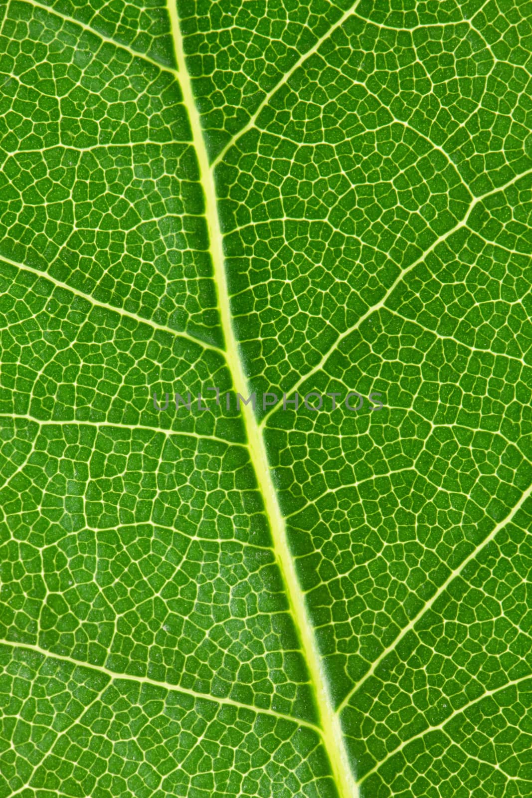 Background of laurel leaf