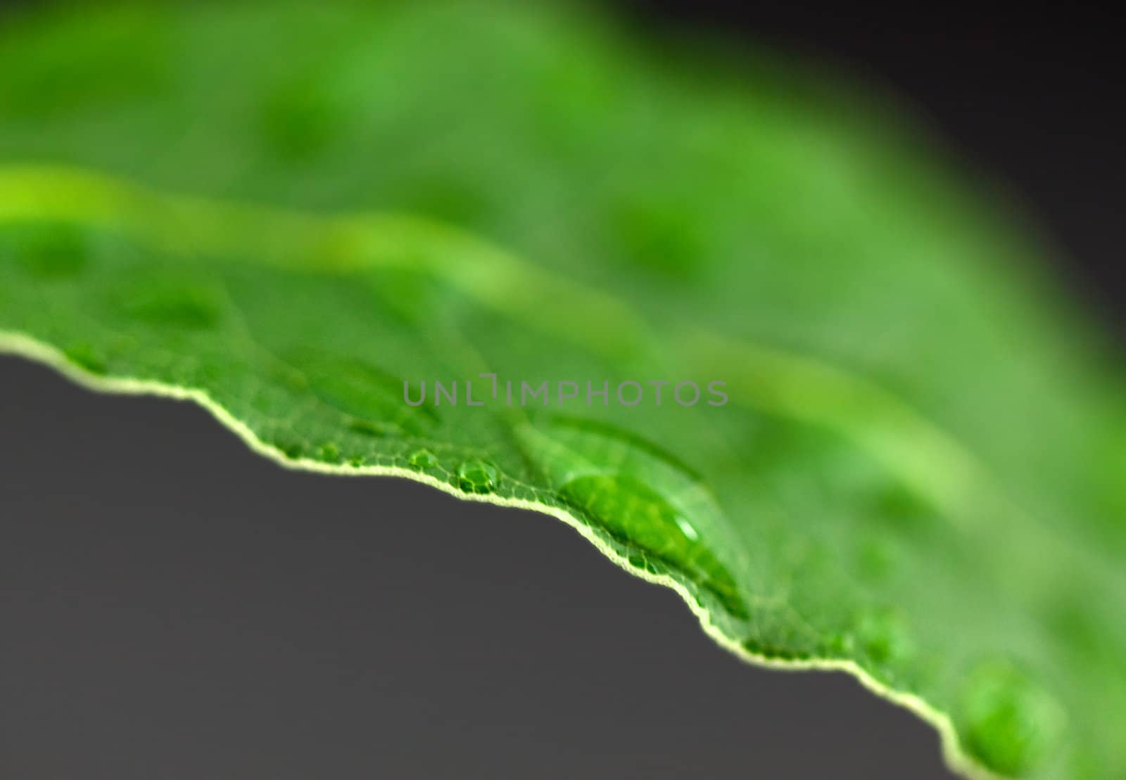 Laurel leaf on gray background