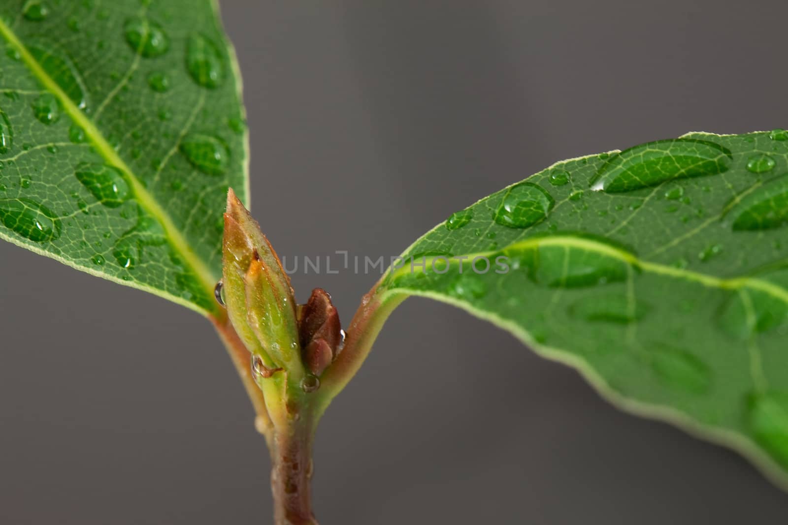 Laurel plant on gray background