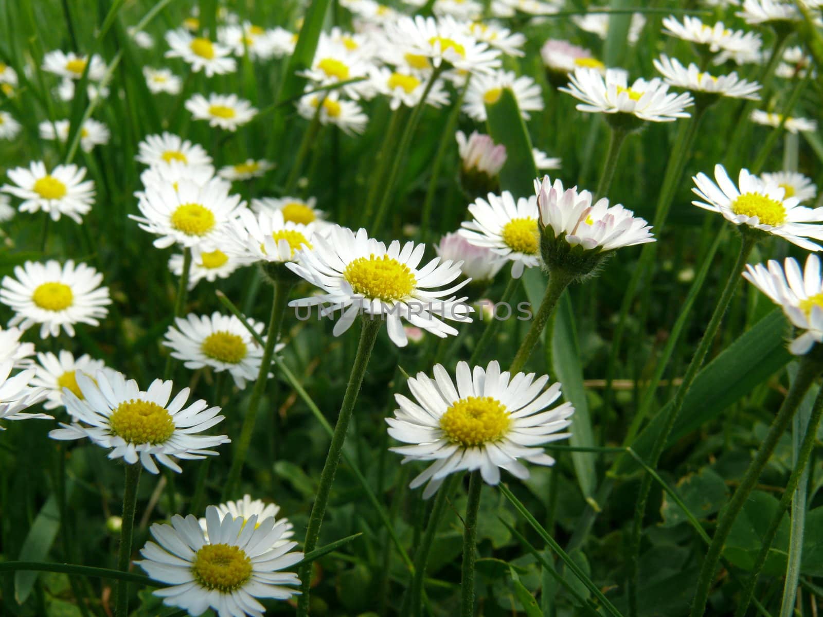 Chamomiles background in summer day by Stoyanov