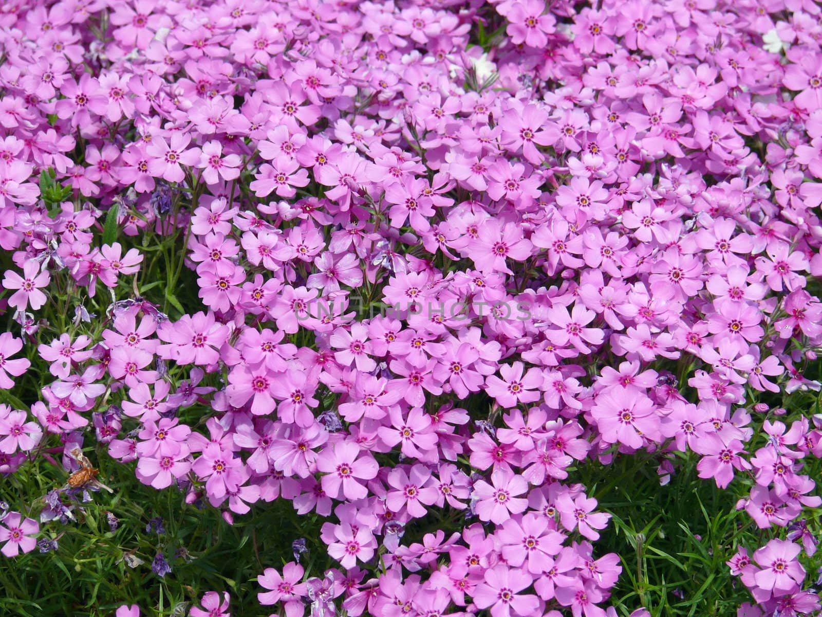 Geranium pyrineicum background