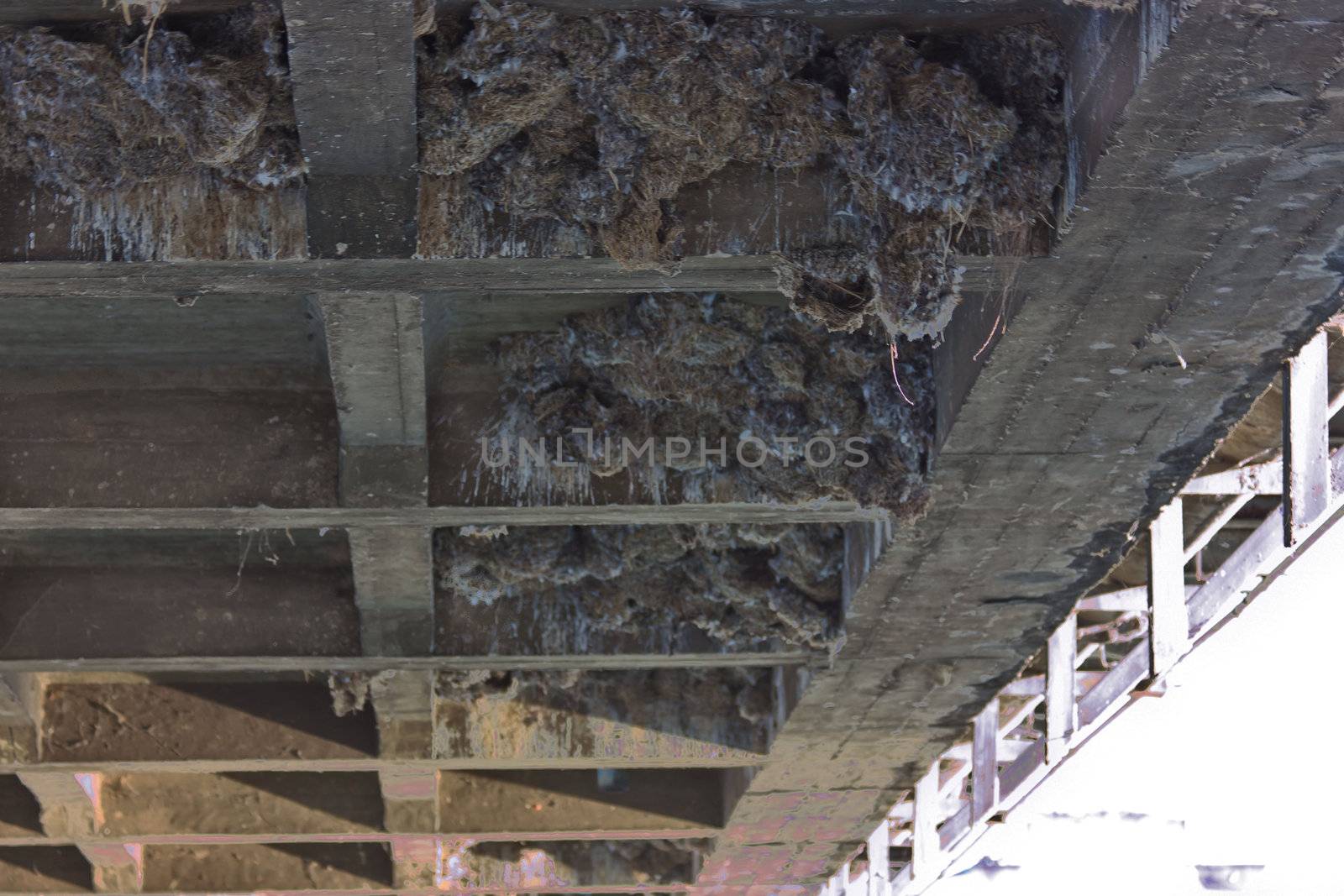 Birds nest under the bridge by sutipp11