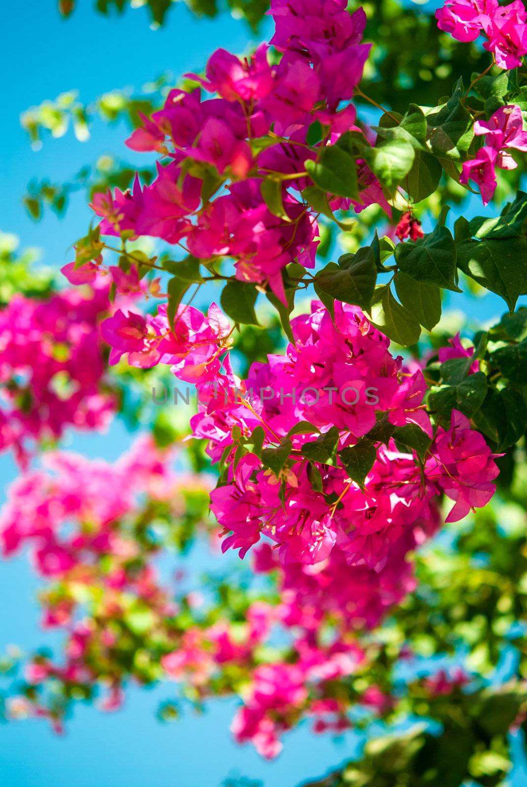 Purple blossom flowers at spring over blue sky and foliage background