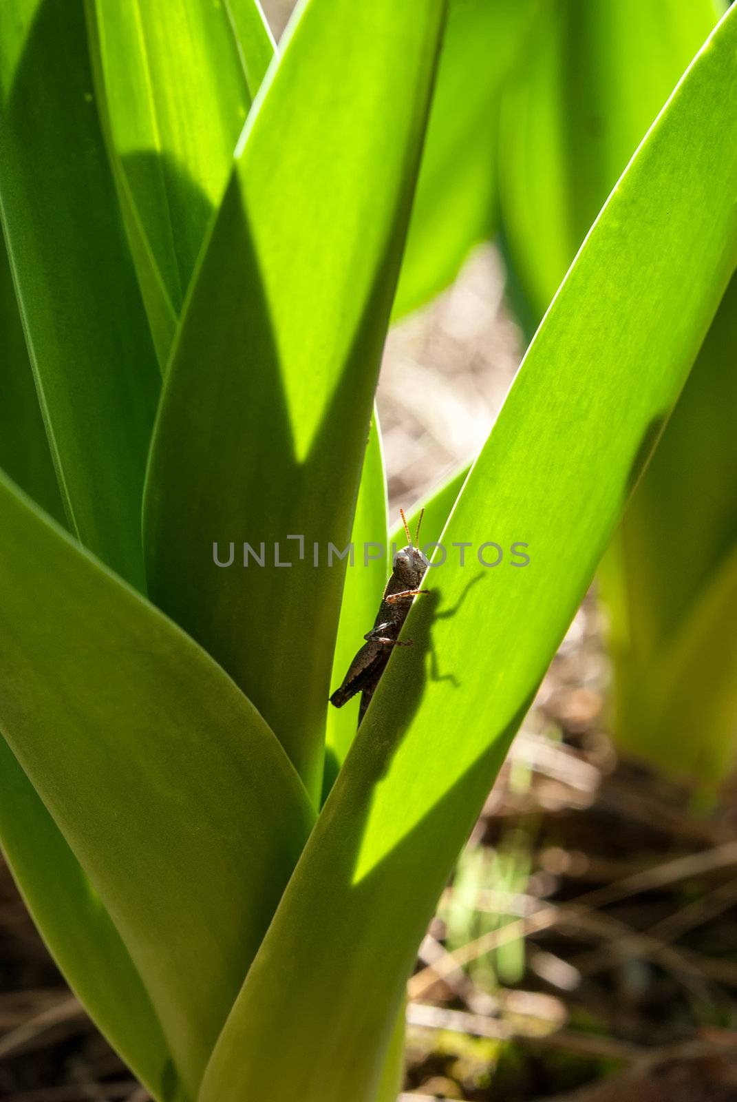 Closeup view of grasshopper sitting on the leaf over green background