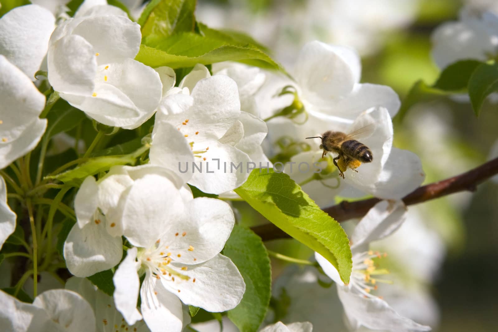  Bee on a blossoming branch of an apple-tree