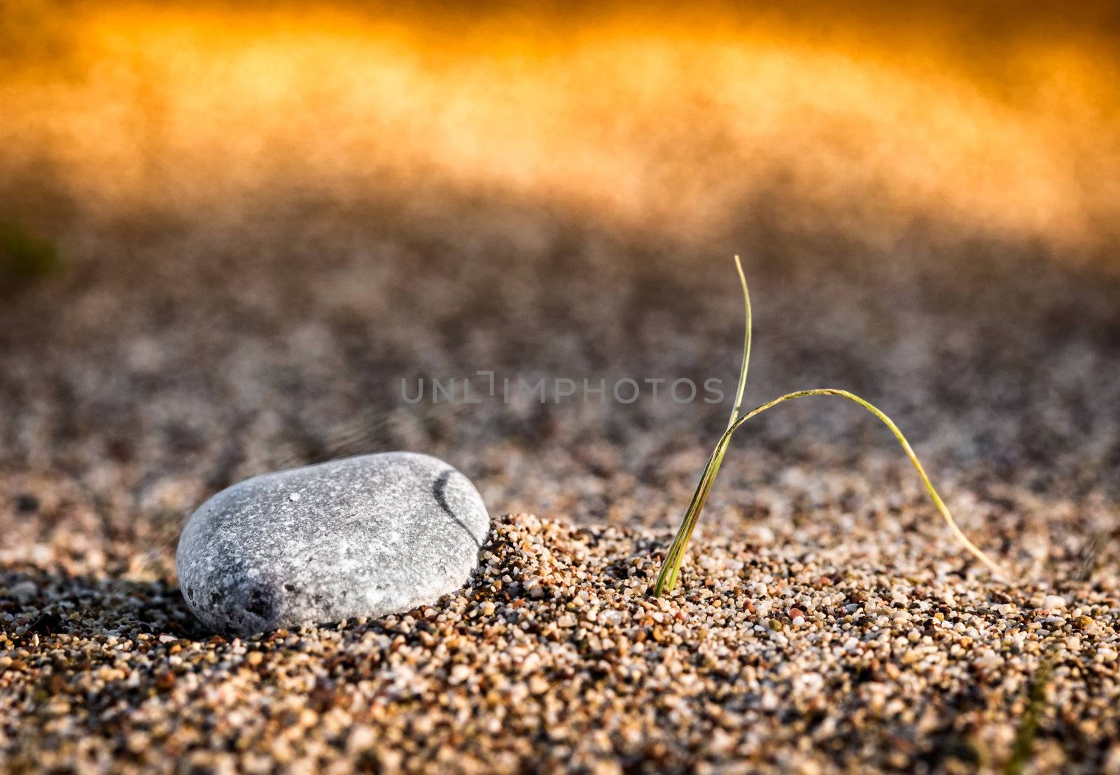 Sprouting plant and small stone on the beach sand. Very small depth of field