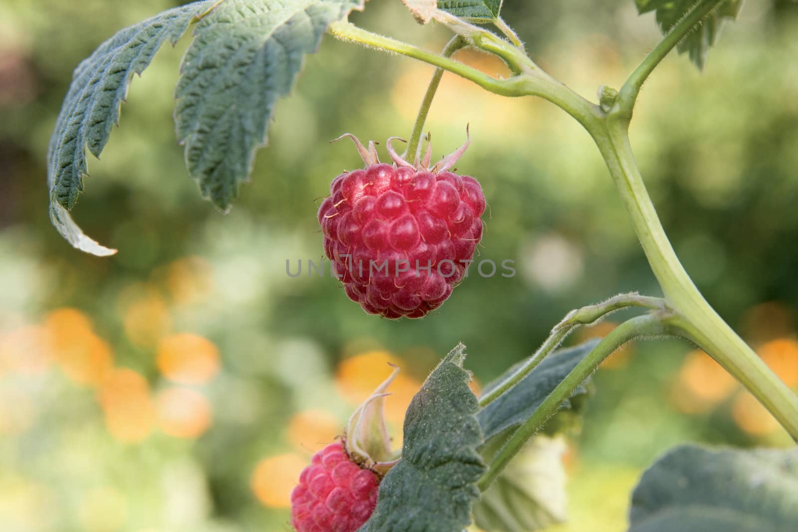 Ripe raspberry in a garden