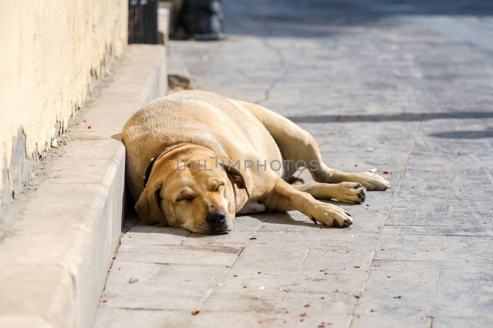 A big pregnant dog sleeping on the street by kirs-ua