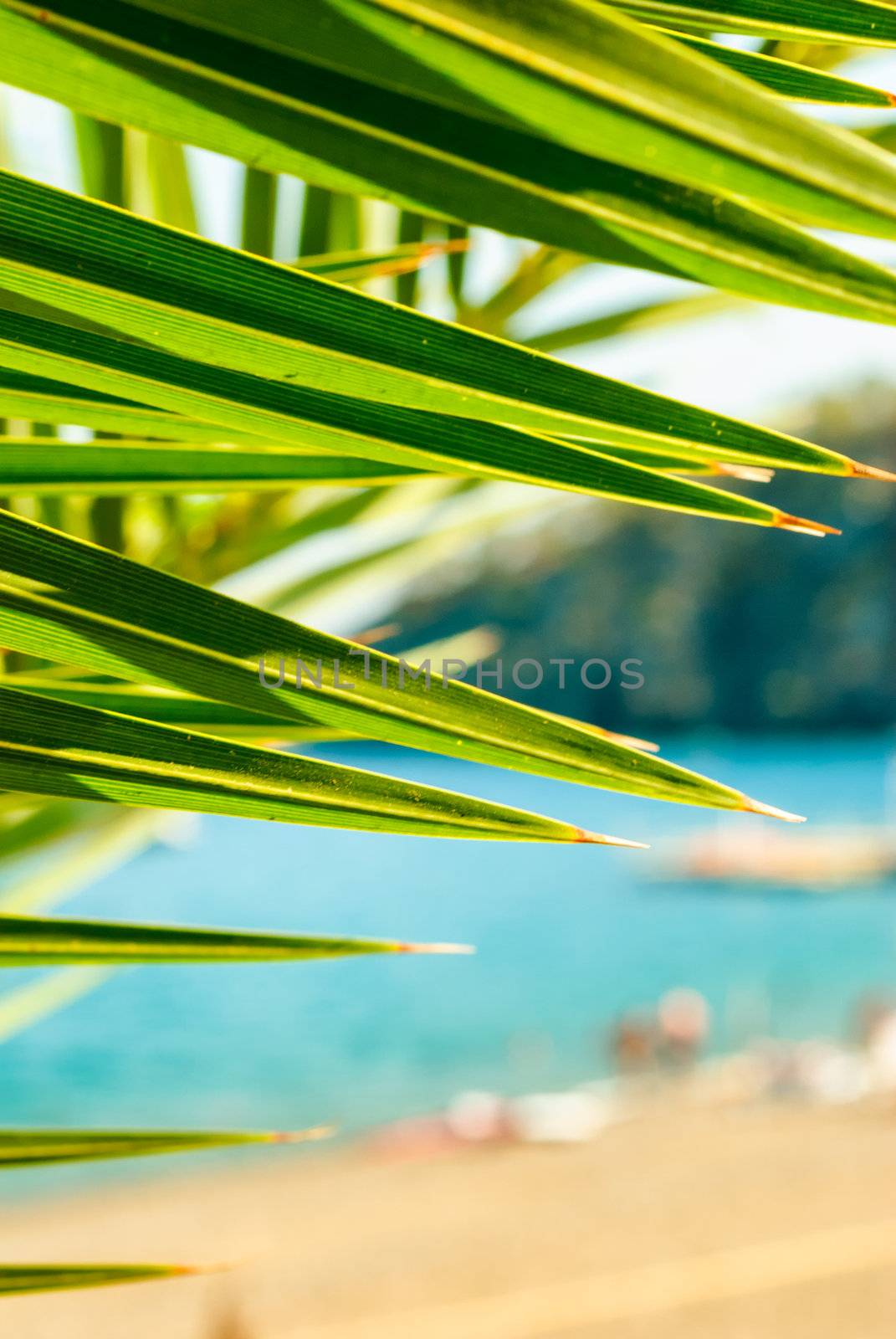 Palm tree leaf background with copy space for title by kirs-ua