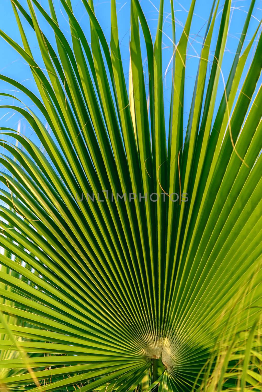 Palm tree leaf background  by kirs-ua